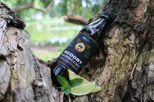 Scooby Kombucha cu Mentă