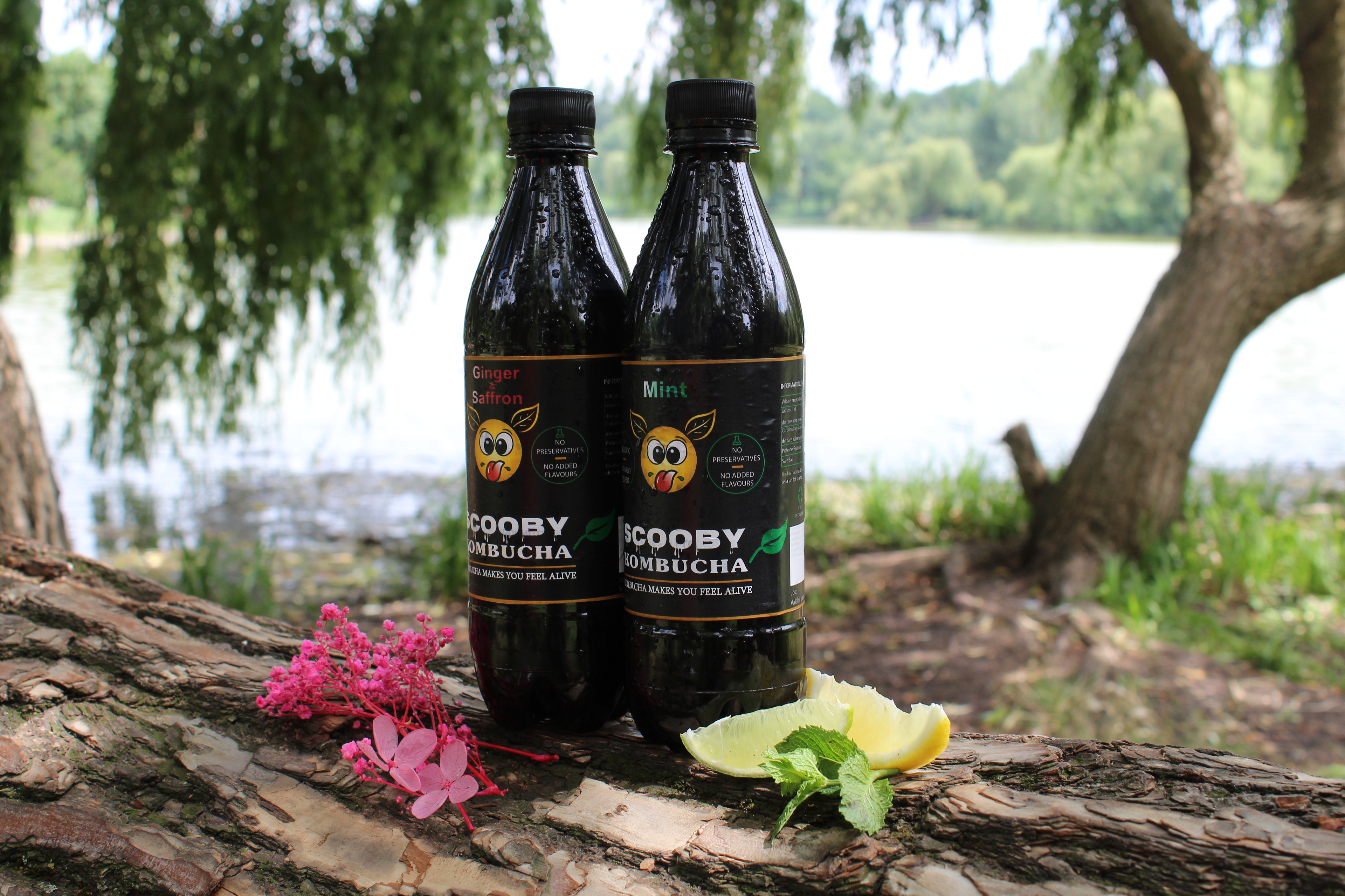 Scooby Kombucha cu Mentă